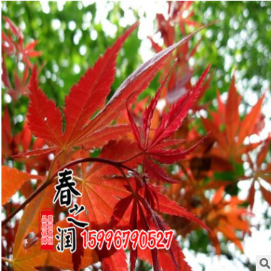 基地直銷批發(fā)出售雞爪槭苗 雞爪槭樹苗貨源足量大優(yōu)惠 批發(fā)雞爪槭