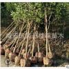 湖北咸寧直銷精品八月桂金桂2 3 4 5公分桂花樹批發(fā) 桂花樹價格