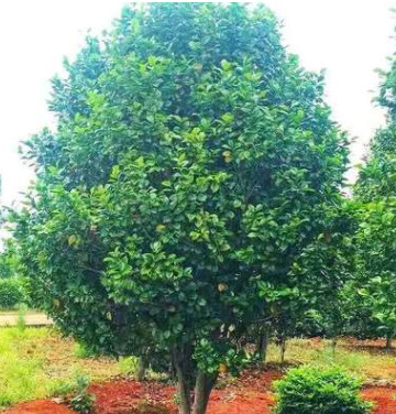 批發(fā)苗圃種植茶花球，叢生茶花，大小規(guī)格，茶花苗木基地直銷