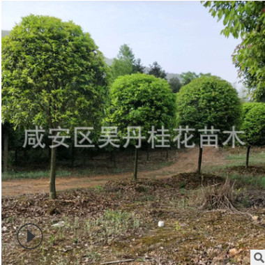 湖北金桂直銷精品桂花樹6－8－10－12公分桂花樹批發(fā) 八月桂價(jià)格