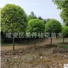 湖北金桂直銷精品桂花樹6－8－10－12公分桂花樹批發(fā) 八月桂價格
