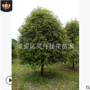 直銷大桂花樹2/3/4/5/6/8/10/12/15/18/20公分八月金桂丹桂四季桂