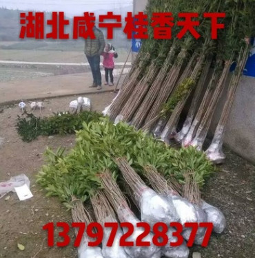 桂花樹30-180cm高金桂丹桂四季桂批發 8月桂花樹批發自產自銷