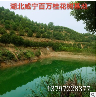湖北咸寧直銷各種叢生獨桿直徑3-20公分桂花樹 金桂八月桂丹桂樹