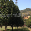 供應園林綠化工程苗木 茶花 茶花苗 蓬徑1.3m 大茶花基地大量批發