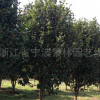 批發園林綠化工程 樹苗 茶花樹苗蓬徑1.2米 山茶花 苗木 基地批發
