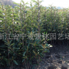 產地直銷園林綠化苗木 法國冬青 珊瑚樹綠籬 分叉多