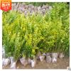 綠化苗金葉女貞樹(shù)苗庭院綠化小區(qū)園林綠化樹(shù)苗 四季常青庭院植物