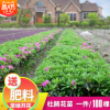 杜鵑苗木 樹苗四季常青庭院綠化苗木 花園植物庭院綠植花卉毛杜娟