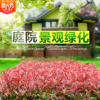 紅葉石楠樹(shù)苗 四季常青庭院綠化苗木 樹(shù)苗紅羅賓紅葉石楠籬笆苗