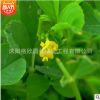 產地批發黃花苜蓿種子草木犀牧草綠肥多用途草籽 易成活