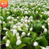 辦公室內陽臺盆栽觀花植物 茉莉花苗 虎頭重瓣茉莉 芳香花卉
