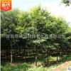 紅櫸樹苗批發 工程綠化苗木 凈化空氣 量大價格優惠 庭蔭櫸樹苗