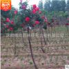 庭院園林觀賞月季花 樹狀月季 高桿月季單桿月季 當年開花易成活