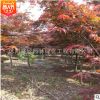 日本紅楓苗批發園林綠化苗木嫁接紅楓樹苗 彩色觀葉類造景樹苗