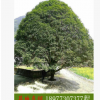 行道風景樹 桂林桂花樹 25公分桂花 成活高