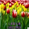 觀賞植物種球郁金香 荷蘭水培球根郁金香廠家批發盆栽花卉郁金香