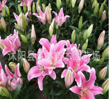 香水百合種球 ,批發(fā)，陽(yáng)臺(tái)辦公室盆栽植物 當(dāng)年開(kāi)花 品種齊全