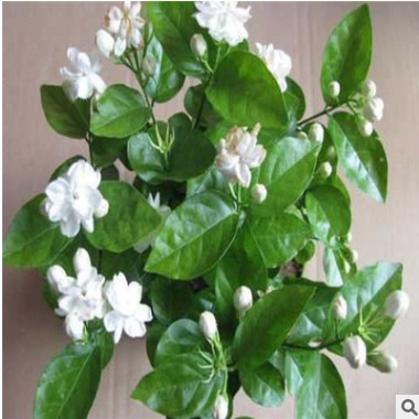 批發(fā)，盆栽茉莉花綠植 四季陸續(xù)開(kāi)花 白色茉莉花苗 濃香植物