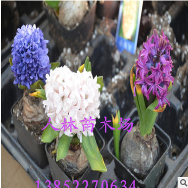 批發(fā)荷蘭風(fēng)信子種球 盆栽風(fēng)信子多色可選大球 土種水培花卉,