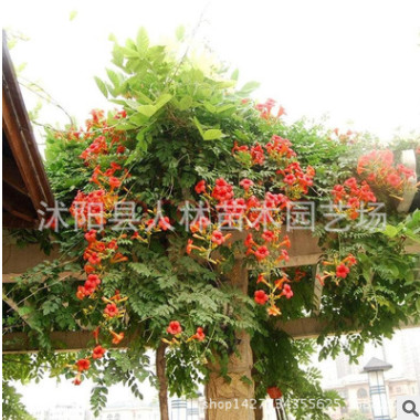 美國(guó)凌霄花 炮仗花美化庭院攀援植物生長(zhǎng)快攀爬力強(qiáng)圍欄花架專用