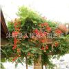 美國凌霄花 炮仗花美化庭院攀援植物生長快攀爬力強圍欄花架專用