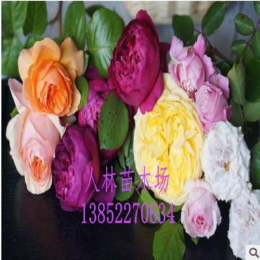歐月，歐洲月季.藤本月季 薔薇.庭院爬藤，循環(huán)開(kāi)花.品種齊全