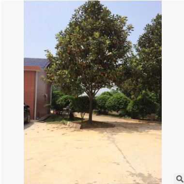 苗圃供應多規格廣玉蘭工程苗存活率高易移植廣玉蘭樹苗綠化喬