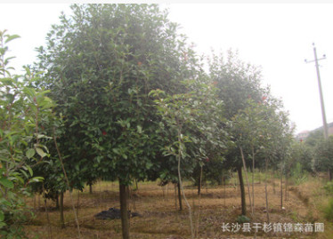 供應 獨桿紅葉石楠樹3-5-8公分 紅葉石楠小苗 石楠球量大優惠