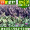 開原苗圃基地供應(yīng)紫葉風(fēng)箱果園林綠化植物 一年生扦插小苗
