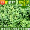忍冬苗圃供應(yīng)忍冬苗 從生忍冬 耐寒忍冬各種色塊用苗量大優(yōu)