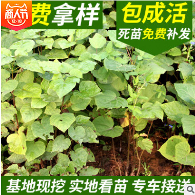 梧桐梓樹 梓樹種苗 梓樹各種規格批售 大量喬木銷售 花灌木批