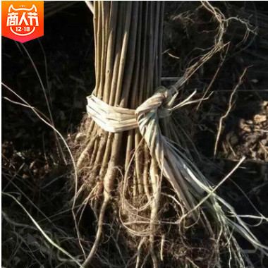 紫穗槐 紫穗槐小苗 叢生紫穗槐 園林綠化苗木 防沙固坡植物
