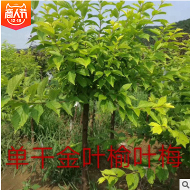 基地供應(yīng)金葉榆葉梅 出售喬木金葉榆葉梅 彩葉新品種 京桃
