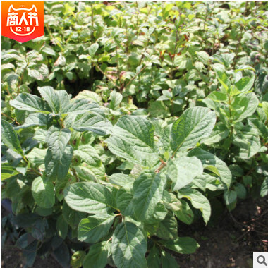 紅丁香 丁香小苗 四季小葉 紫丁香 紅丁香小苗大量價(jià)格優(yōu)惠