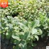 紅丁香 丁香小苗 四季小葉 紫丁香 紅丁香小苗大量價格優(yōu)惠