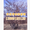 東北產(chǎn)地直供 蒙古櫟單株  叢生蒙古櫟 綠化行道樹 規(guī)格全