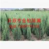 現(xiàn)貨供應(yīng) 丹東檜柏 檜柏  沈陽檜柏 常綠針葉樹 檜柏小苗