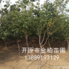 長(zhǎng)期批發(fā) 叢生暴馬丁香 沈陽綠化苗木 白丁香 庭蔭樹 風(fēng)景樹報(bào)價(jià)