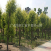 大量供應 串錢柳 紅千層 各種綠化工程苗木 歡迎來電咨詢 現貨