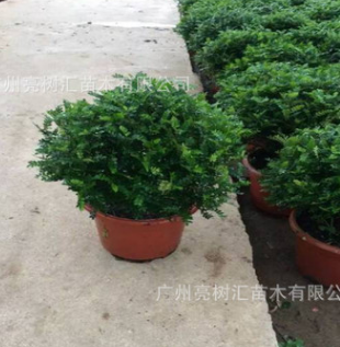 清香木盆栽 辦公室迷你植物 四季常青吸甲醛 基地批發