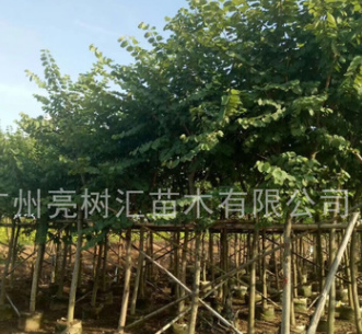 大量批發紅花紫荊 羊蹄甲 宮粉紫荊 紫荊小苗 10-15分 假植苗
