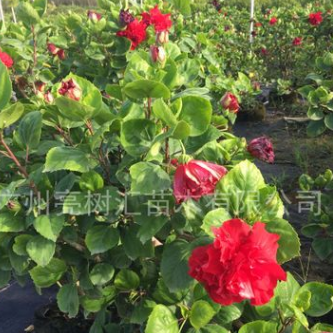 亮樹匯中山苗木基地大量大紅花銷售 各種規格批發7斤袋 布袋銷售