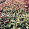 批發紅背桂7斤袋 5斤袋 布袋 工程小苗 綠化小苗 紅背桂