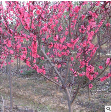 基地出售紅葉碧桃 園林綠化喬木紅葉碧桃 成活率高規(guī)格齊全
