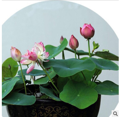 四季易播碗蓮種子開口20粒蓮花種子