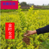 批發金葉女貞苗 綠化工程苗木 金葉女貞 風景苗籬笆美化庭院
