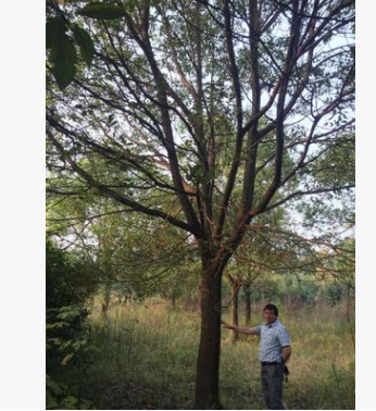 長興泗安精品紅櫸 櫸樹 各種規格 量大可實地看貨14