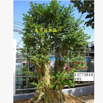 超大規(guī)格紫薇盆景.紅花紫薇盆景.百年造型紫薇
