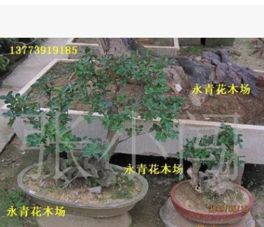 出售高檔榆樹盆景 規格齊全 歡迎新老客戶咨詢選購